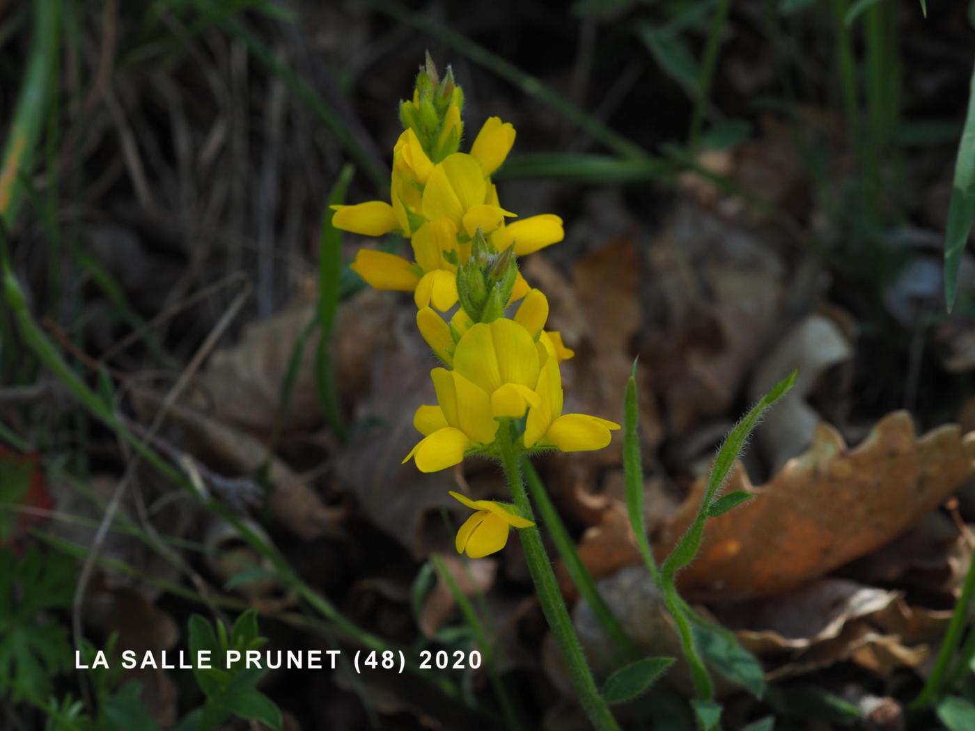 Broom, Winged flower